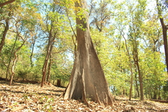 Terminalia bellirica