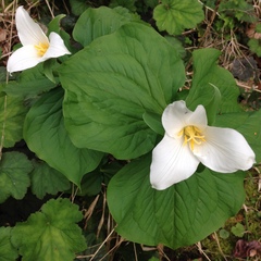 Trillium ovatum ovatum
