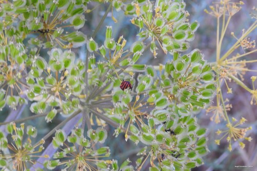 Continental Striped Shield Bug