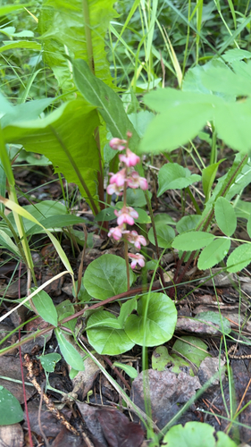 bog wintergreen