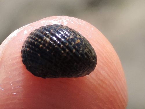 Nerita funiculata