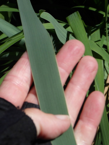 Broadleaf cattail (Typha latifolia)
