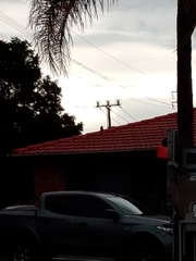 Streptopelia chinensis