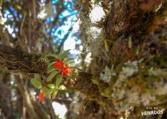 Fernandezia lanceolata