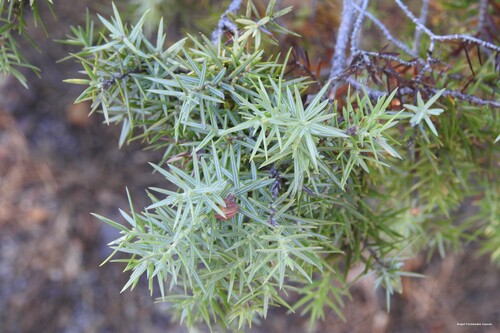western prickly juniper