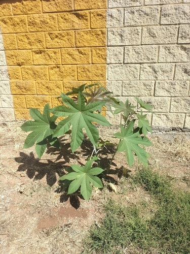 higuerilla