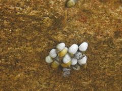 Echinolittorina aspera