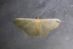 Idaea ptyonopoda