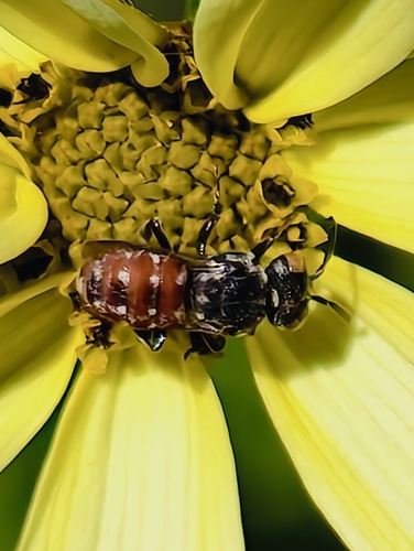 Calliopsis Cuckoo Nomad Bee photo 4