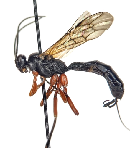 Lissonota transversostriata