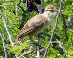 Saipan Reed-Warbler photo 3