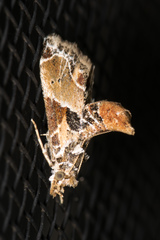 Neodavisia melusina