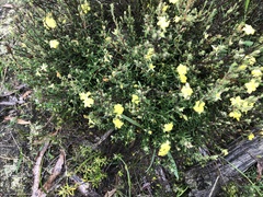 Hibbertia australis