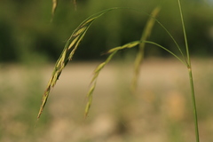 Festuca extremiorientalis