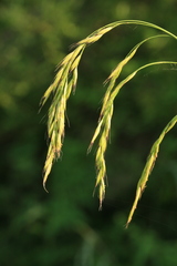 Festuca extremiorientalis