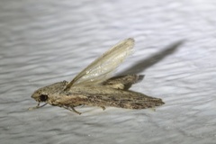 Lamoria adaptella