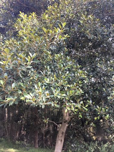 Ficus rubiginosa
