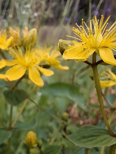 Imperforate St John's-wort