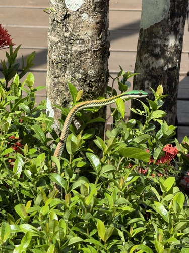 Mexican Parrot Snake