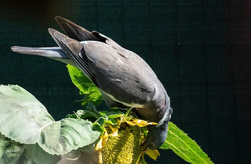 Common Wood-Pigeon