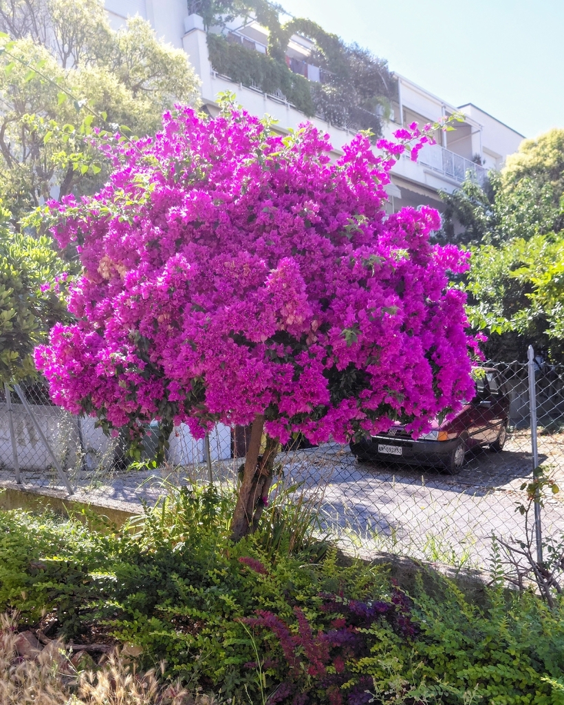 Close-up of bougainvillea bracts and small white flowers