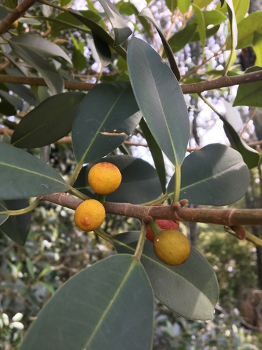 Ficus rubiginosa