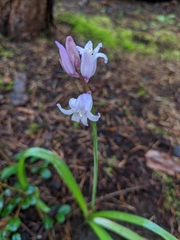 Hyacinthoides hispanica