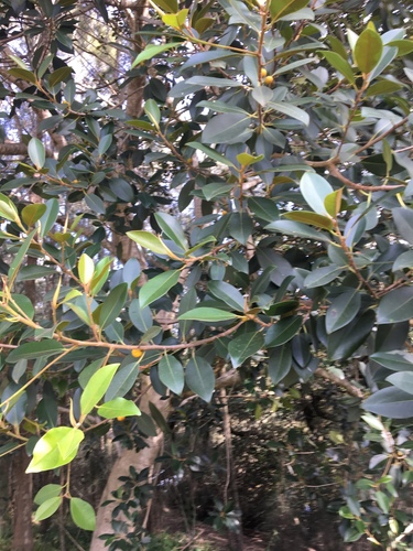 Ficus rubiginosa
