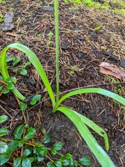 Hyacinthoides hispanica