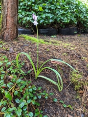 Hyacinthoides hispanica