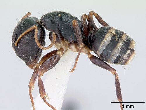 Camponotus marianensisCamponotus marianensis