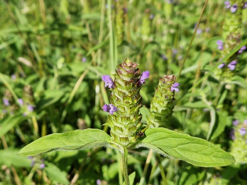 common selfheal
