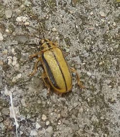 Elm Leaf Beetle