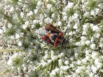red cabbage bug