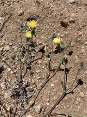 Malacothrix fendleri