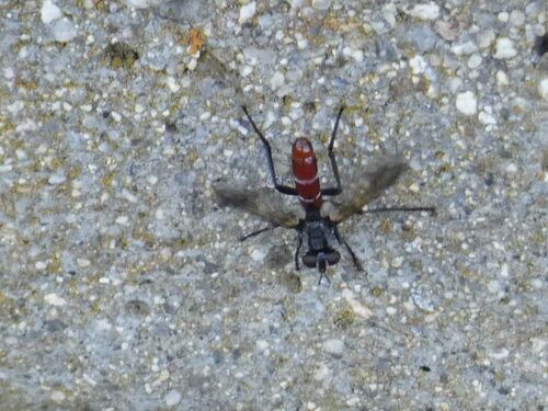 Cylindromyia bicolor