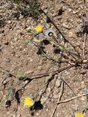 Malacothrix fendleri