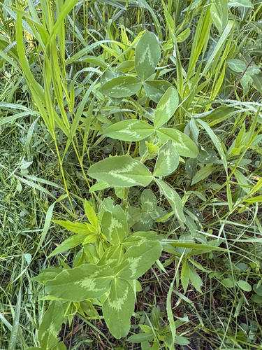 Red Clover