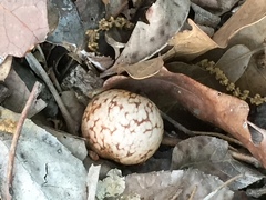 Antrostomus carolinensis