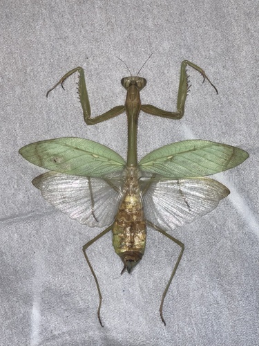Camelomantis parva