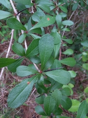 Crataegus berberifolia