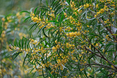 Acacia confusa