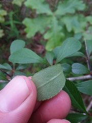 Crataegus berberifolia