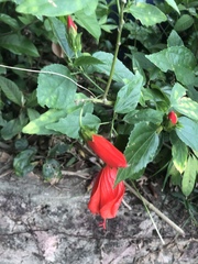 Malvaviscus penduliflorus