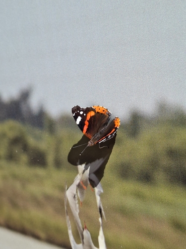 Red Admiral