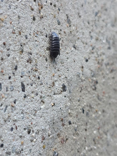 Common Pill Woodlouse