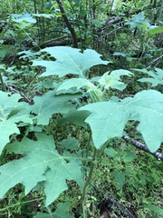 Smallanthus uvedalia