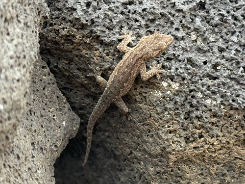Hemidactylus frenatus observed 2025-01-08