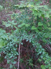Crataegus berberifolia