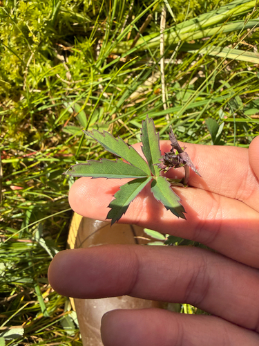 marsh cinquefoil